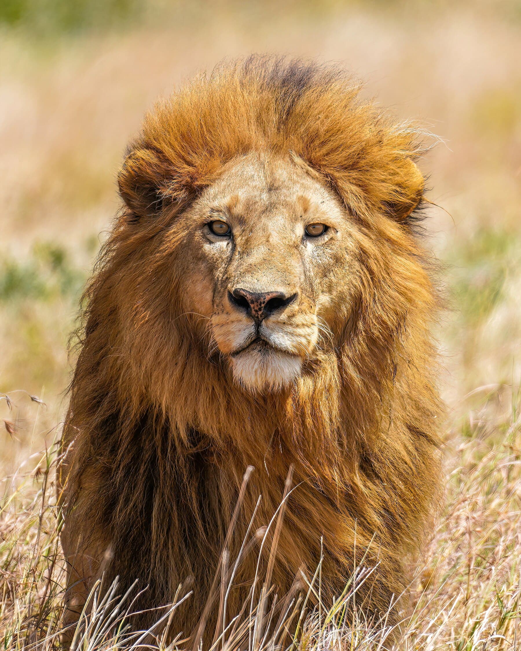 Wildlife & Safari