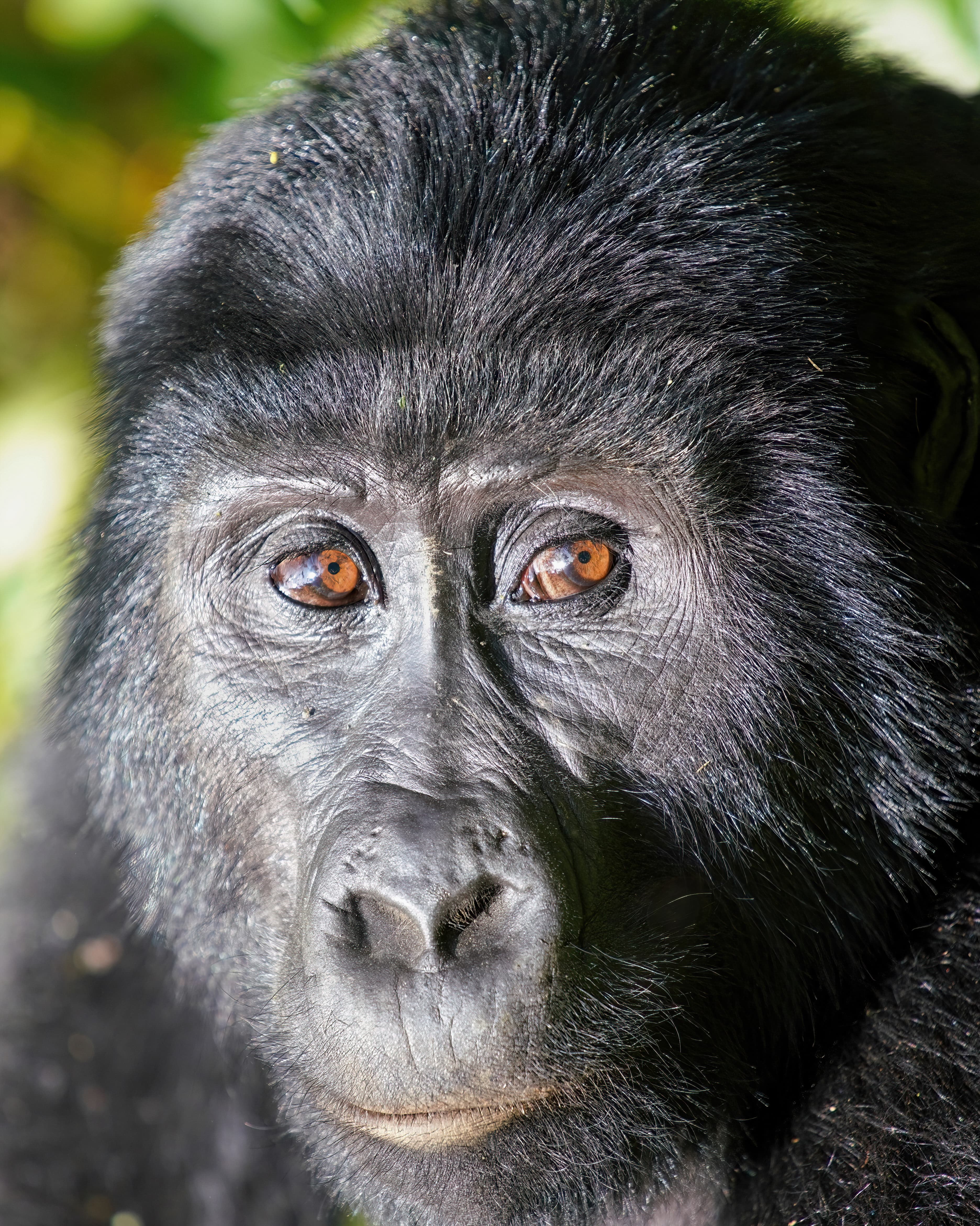 Gorilla & Primates
