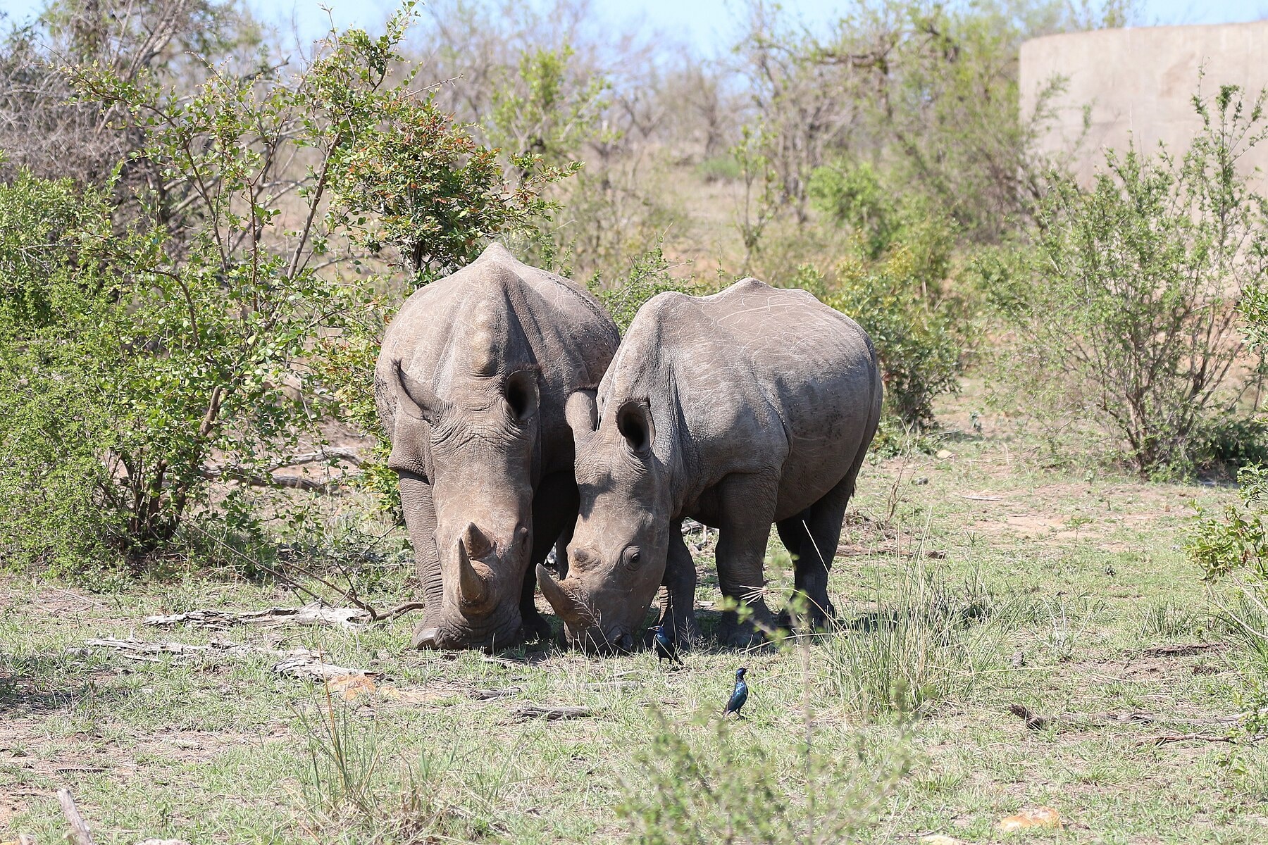 10 Days South Africa Cape Town & Kruger
