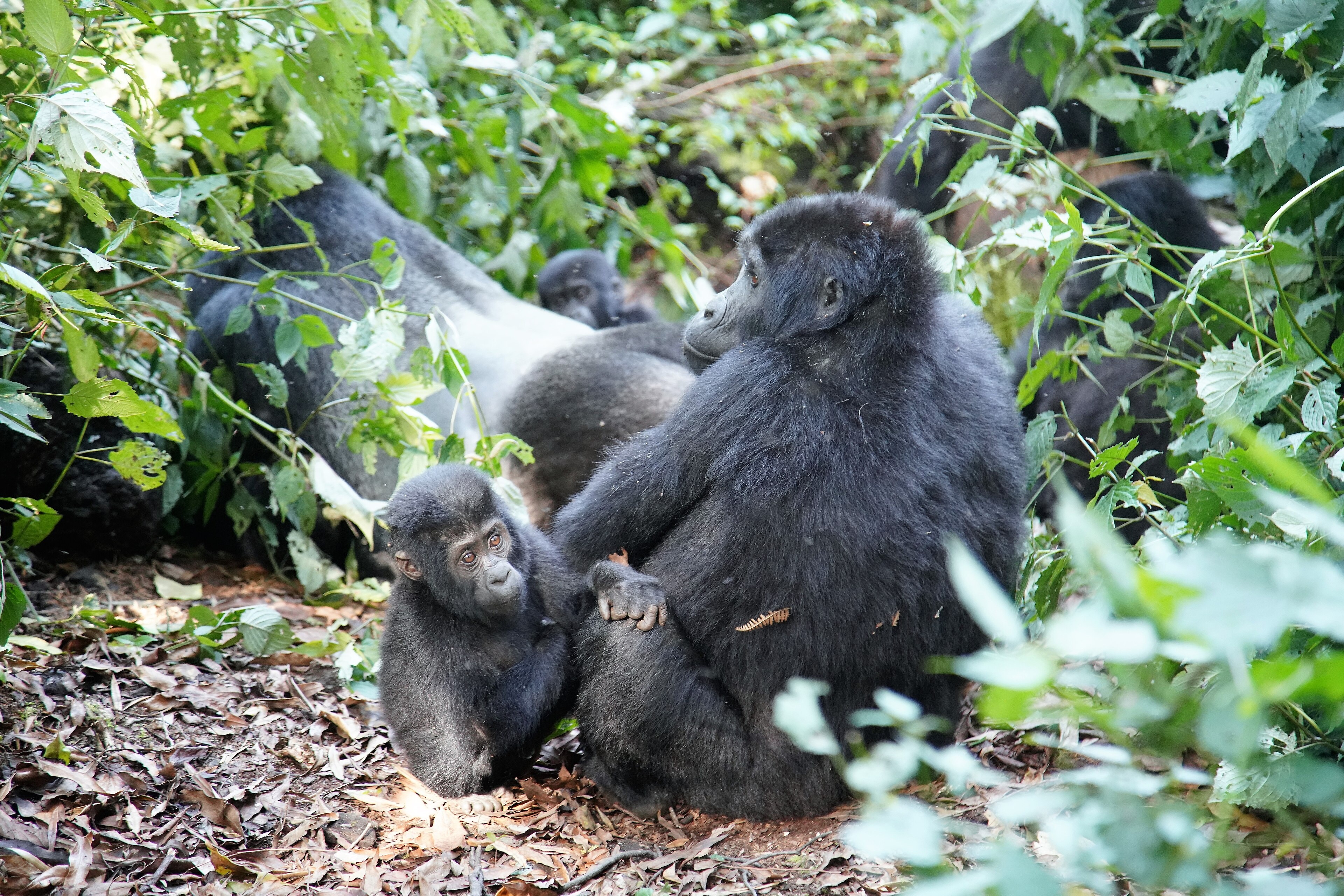 12 Days Uganda Gorilla Trekking & Tanzania Safari