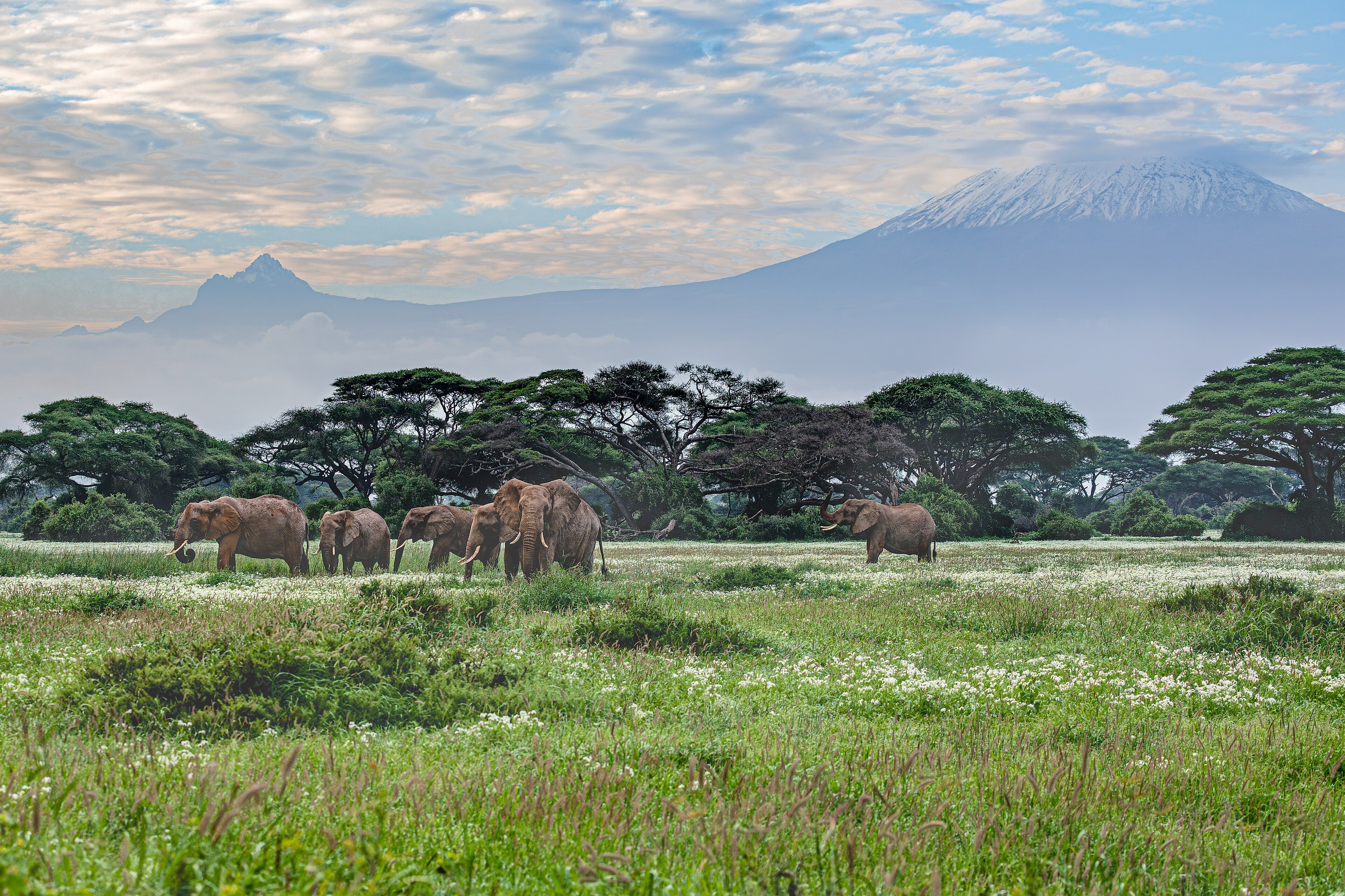 African elephants below Mount Kilimanjaro in Amboseli, Kenya